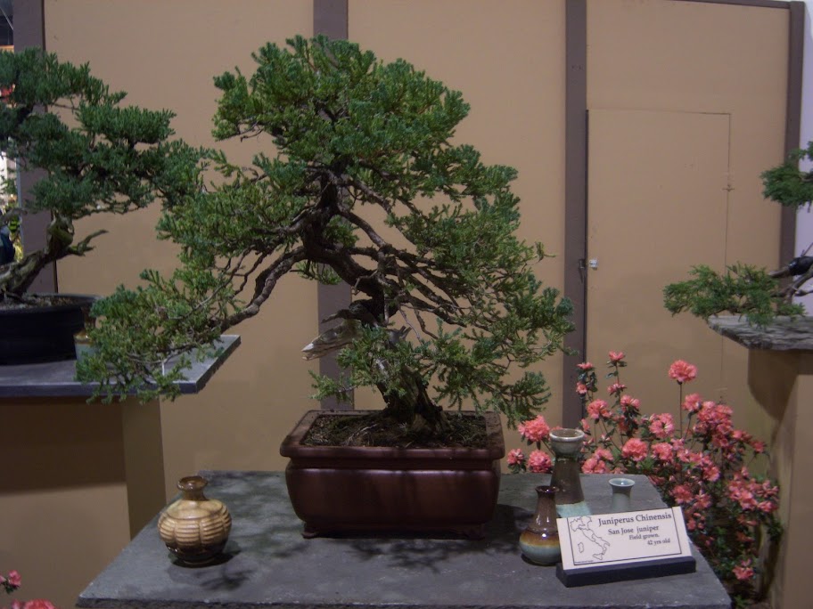 Philadelphia Flower Show Bonsai '09